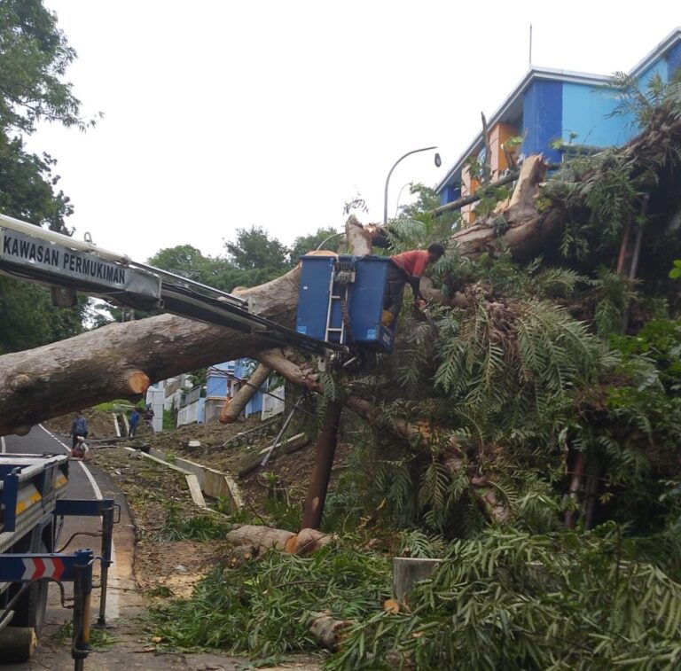 Cuaca Ekstrem Landa Kota Semarang, Disperkim Gerak Cepat Evakuasi Pohon Tumbang
