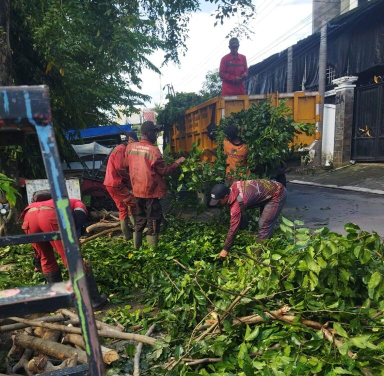 Hujan dan Angin Kencang di Semarang, 86 Pohon Tumbang Berhasil Dievakuasi